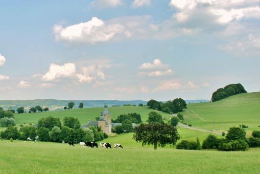 Cows - Free Stock Photo
