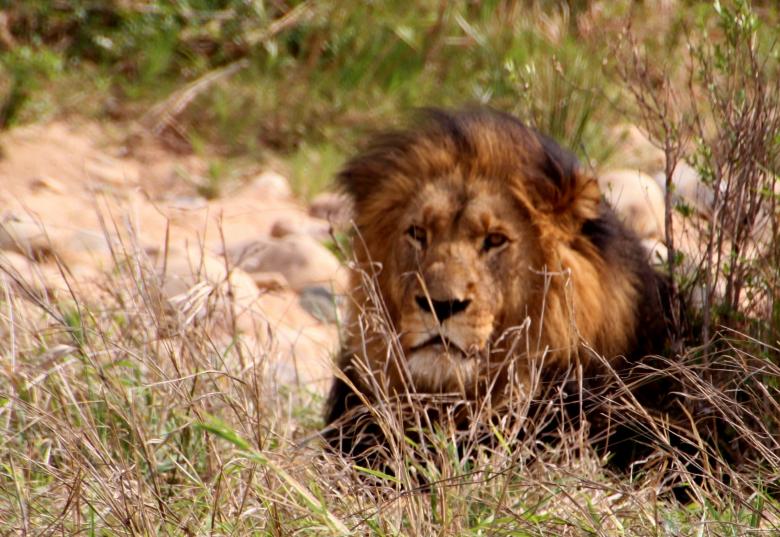 Free stock image of Lion created by Pixabay