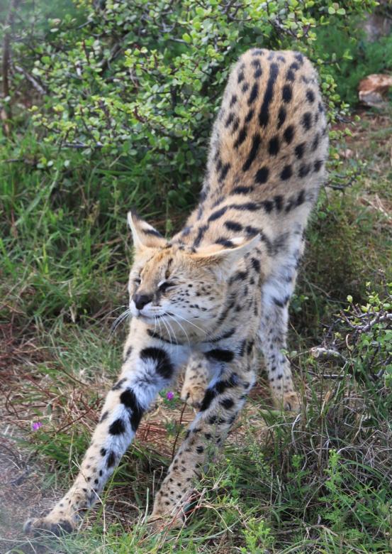 Free stock image of Serval created by Pixabay