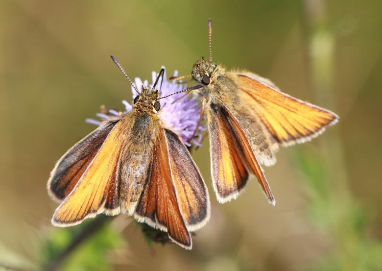 Free stock image of Skipper created by Pixabay