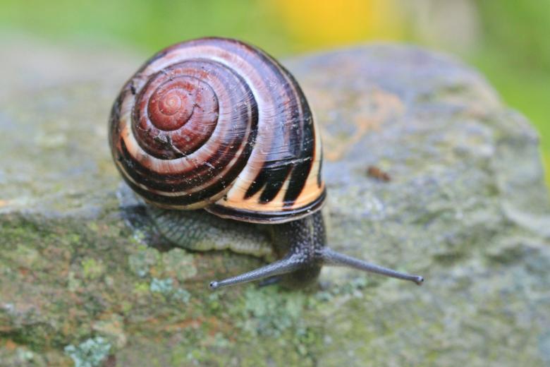 Free stock image of Snail created by Pixabay