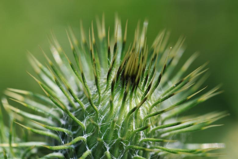 Free stock image of Thistle created by Pixabay