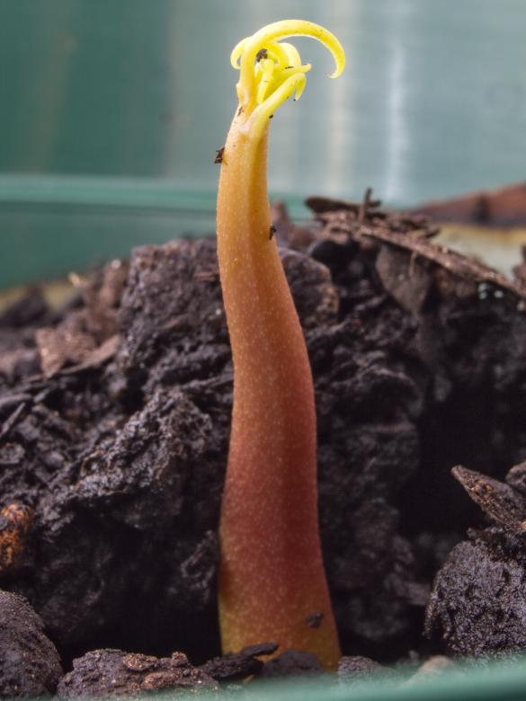 Free stock image of Mango Seedling created by Gina145