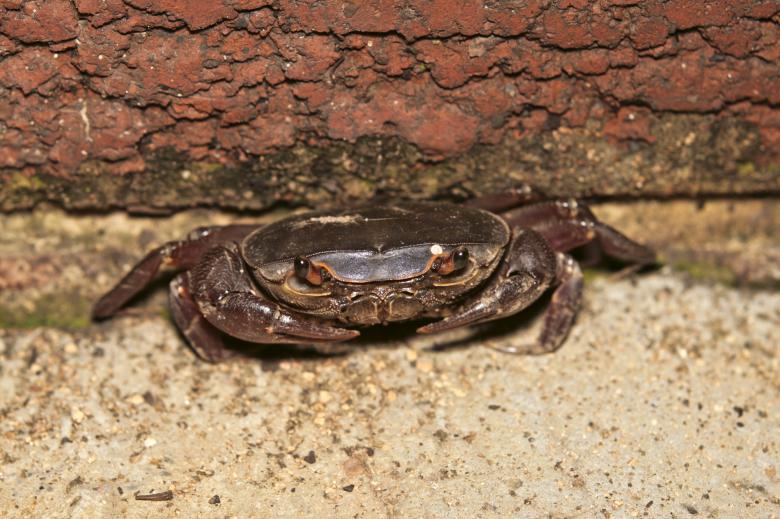 Free stock image of Crab created by Gina145