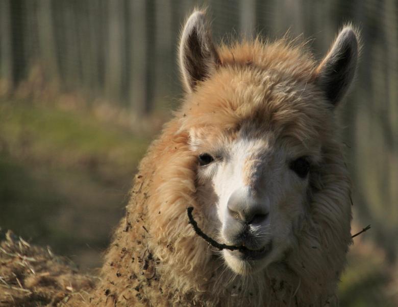 Free stock image of Lama created by Pixabay