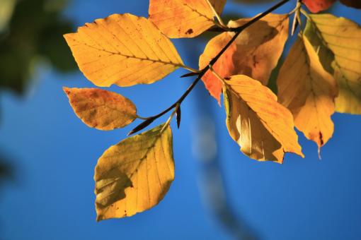 Free Stock Photo of Tree