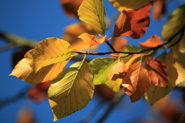 Free stock image of Colors of Nature created by Pixabay