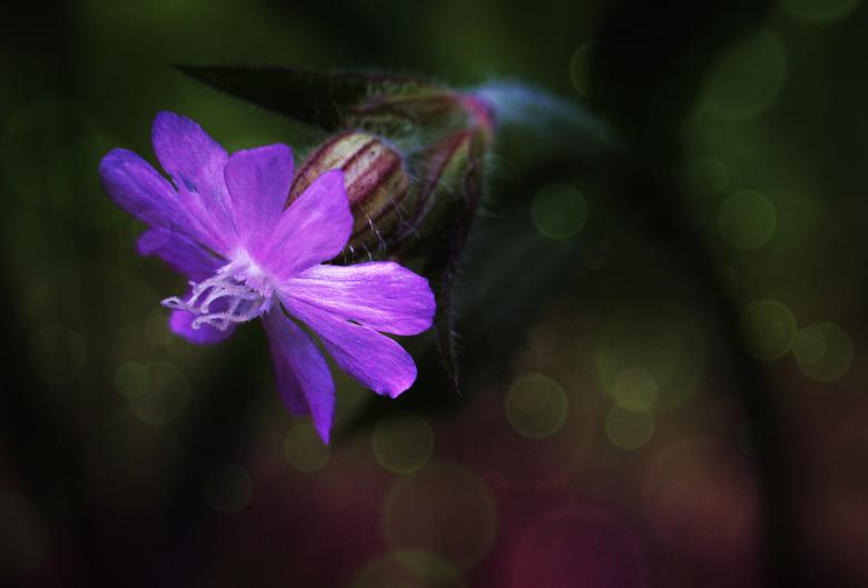 Free stock image of Blooming created by Pixabay