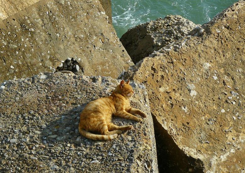 Free stock image of Cat on the Rock created by Pixabay