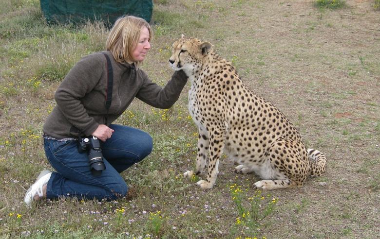 Free stock image of Photographer with Cheetah created by Pixabay