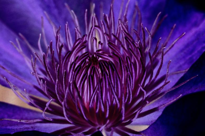 Free stock image of Flower created by Pixabay