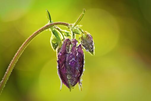 Free Stock Photo of Garden