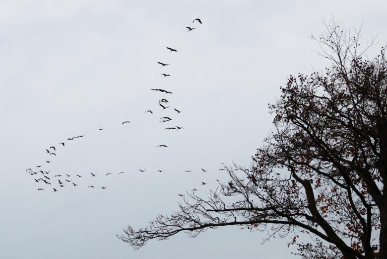 Free stock image of Group of Birds created by Pixabay
