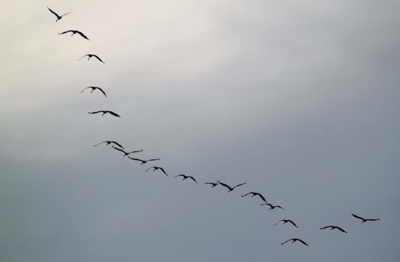 Free stock image of Group of Birds created by Pixabay