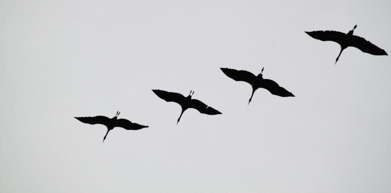 Free stock image of Birds Flying created by Pixabay