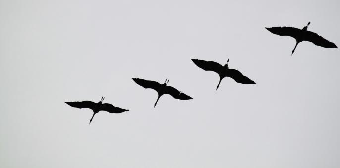 Free Stock Photo of Birds Flying