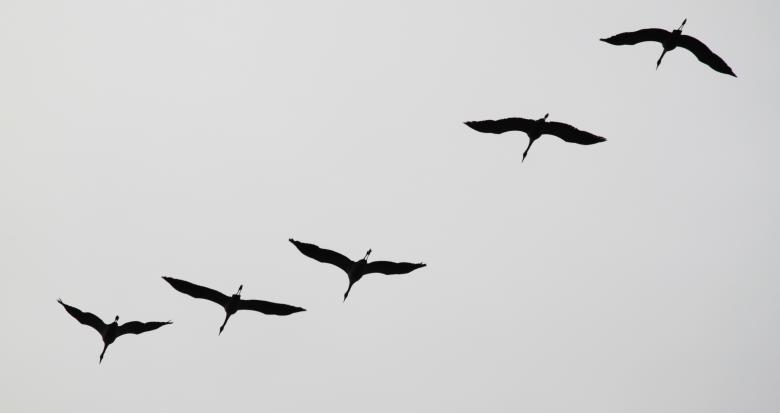 Free stock image of Birds Flying created by Pixabay