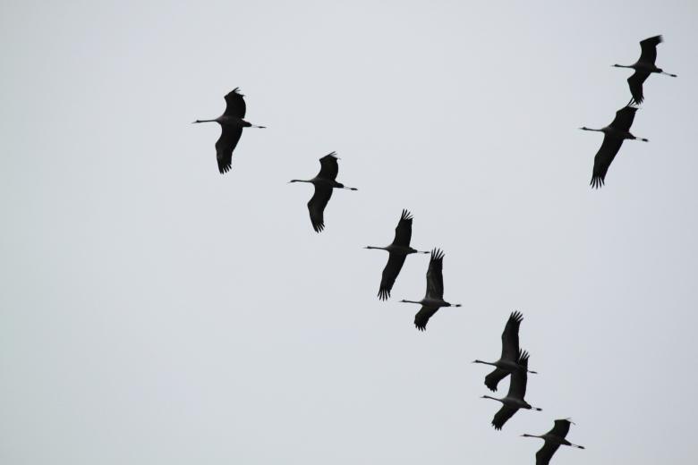 Free stock image of Flying created by Pixabay