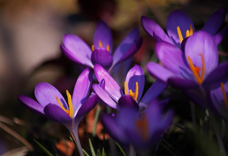 Free stock image of Garden created by Pixabay