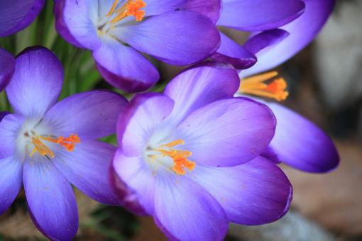 Free Stock Photo of Garden