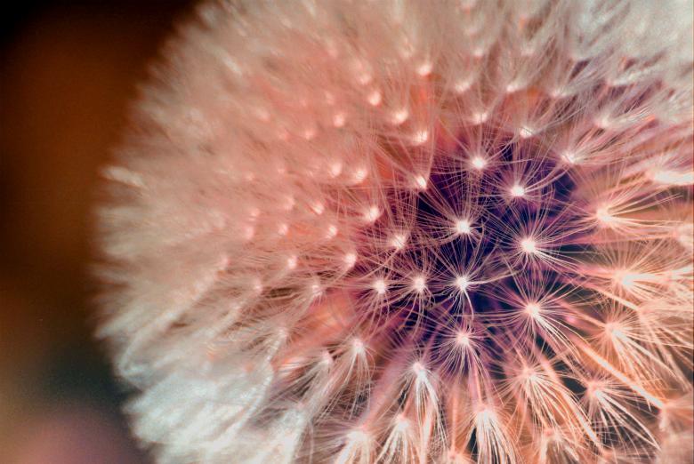 Free stock image of Dandelion created by Pixabay