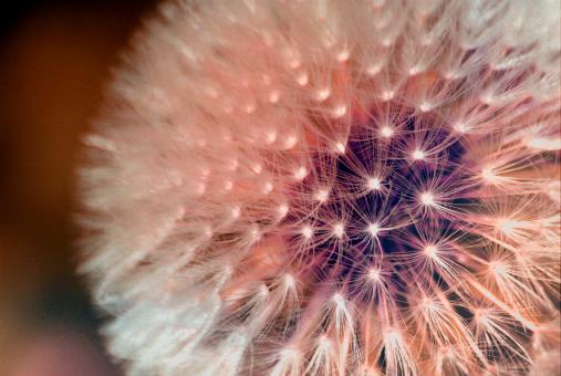 Free Stock Photo of Dandelion