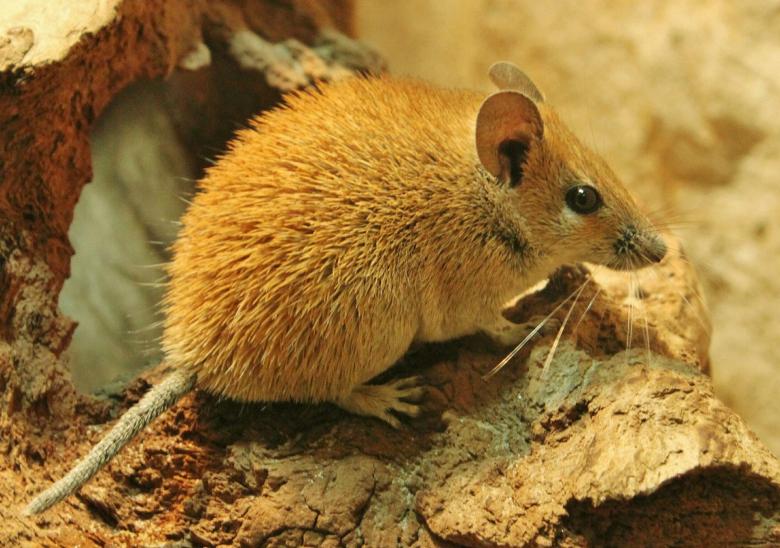 Free stock image of Cute Little Mouse created by Pixabay