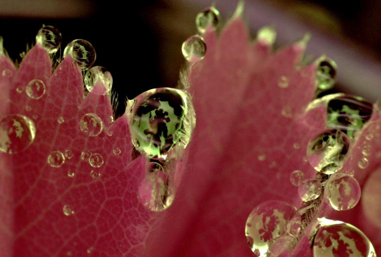 Free stock image of Dew on Flower created by Pixabay