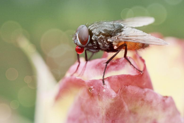 Free stock image of Fly on the Flower created by Pixabay