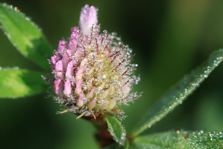 Free stock image of Blossom created by Pixabay