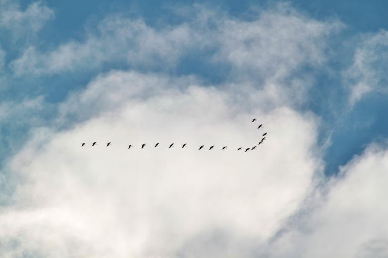 Free stock image of Birds created by Pixabay
