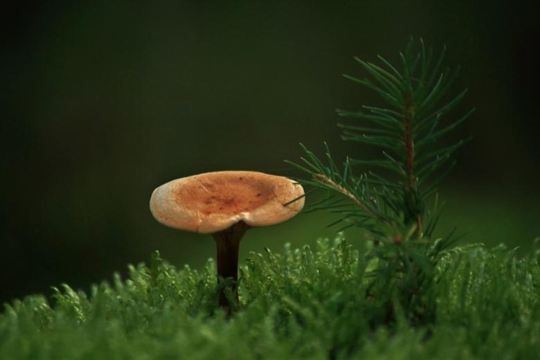 Free stock image of Mushroom created by Pixabay