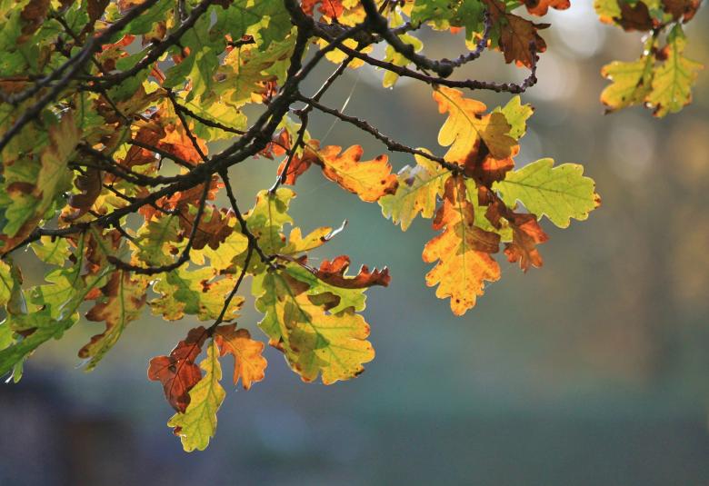 Free stock image of Tree created by Pixabay