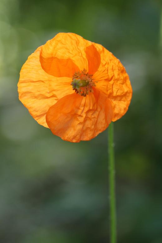 Free stock image of Blooming created by Pixabay