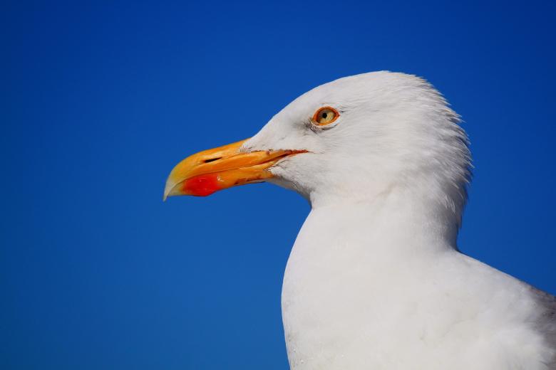 Free stock image of Seagull created by Pixabay
