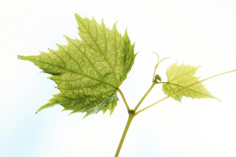 Free stock image of Plant created by Pixabay