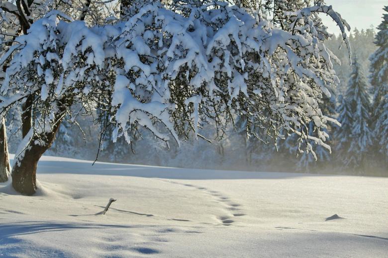 Free stock image of Frozen created by Pixabay