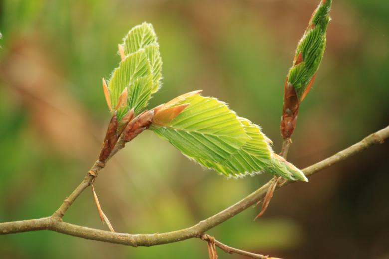 Free stock image of Green Leaves created by Pixabay