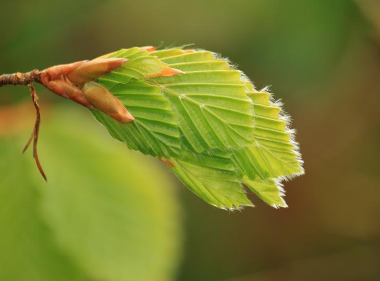 Free stock image of Beech Leaves created by Pixabay