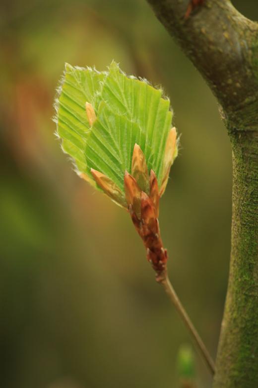 Free stock image of Beech created by Pixabay