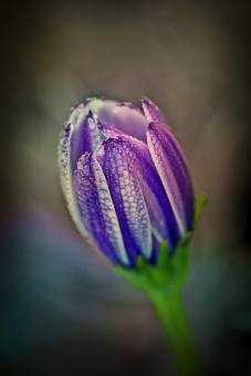 Free Stock Photo of Blooming