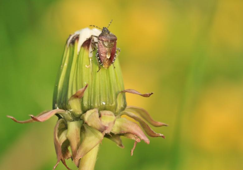 Free stock image of Bug on the Cotton Flower created by Pixabay