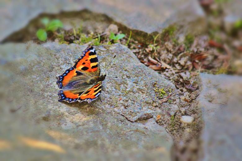 Free stock image of Butterfly created by Pixabay