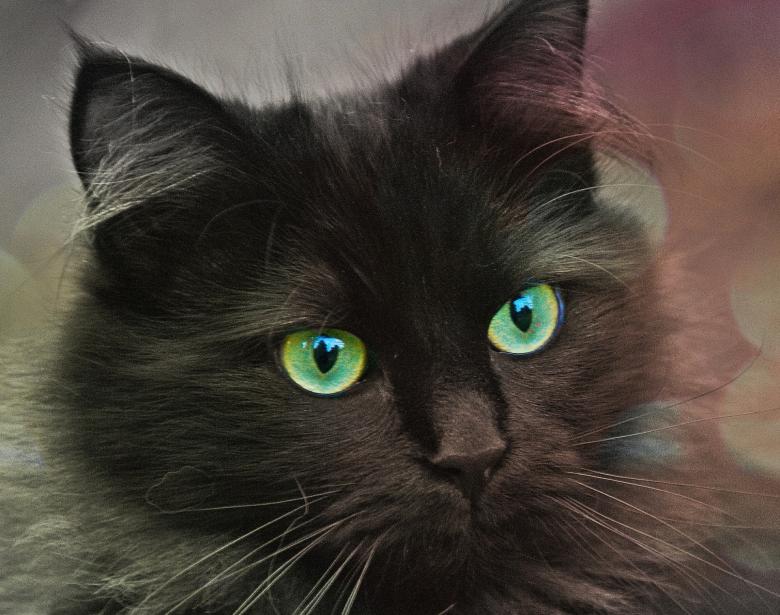 Free stock image of Black Cat created by Pixabay