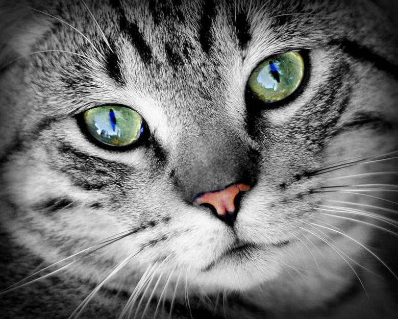 Free stock image of Cat Eyes created by Pixabay