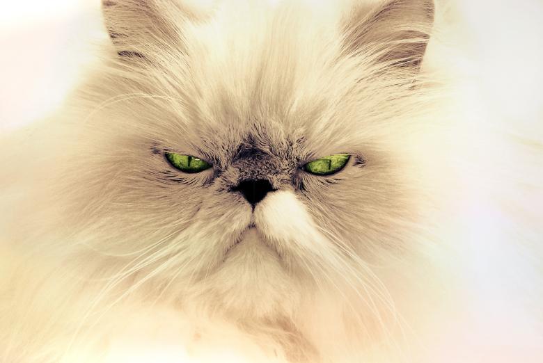 Free stock image of White Cat created by Pixabay