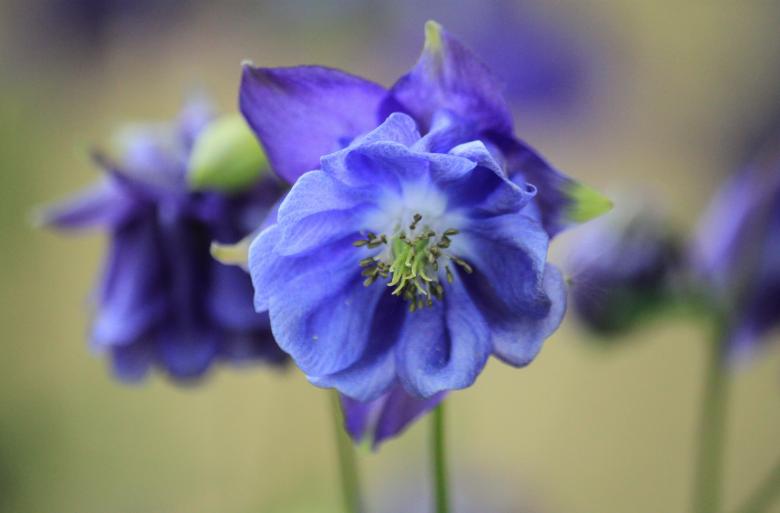 Free stock image of Blue Columbine created by Pixabay