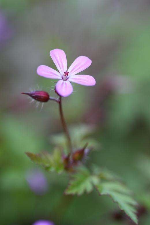 Free stock image of Lonely Flower created by Pixabay