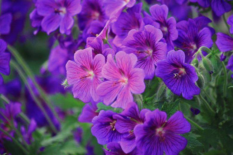 Free stock image of Fresh Cranesbill created by Pixabay