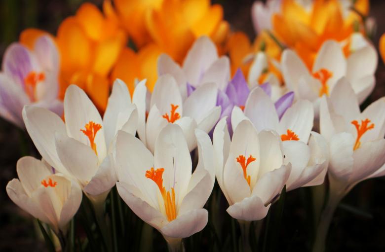 Free stock image of Crocus Flowers created by Pixabay